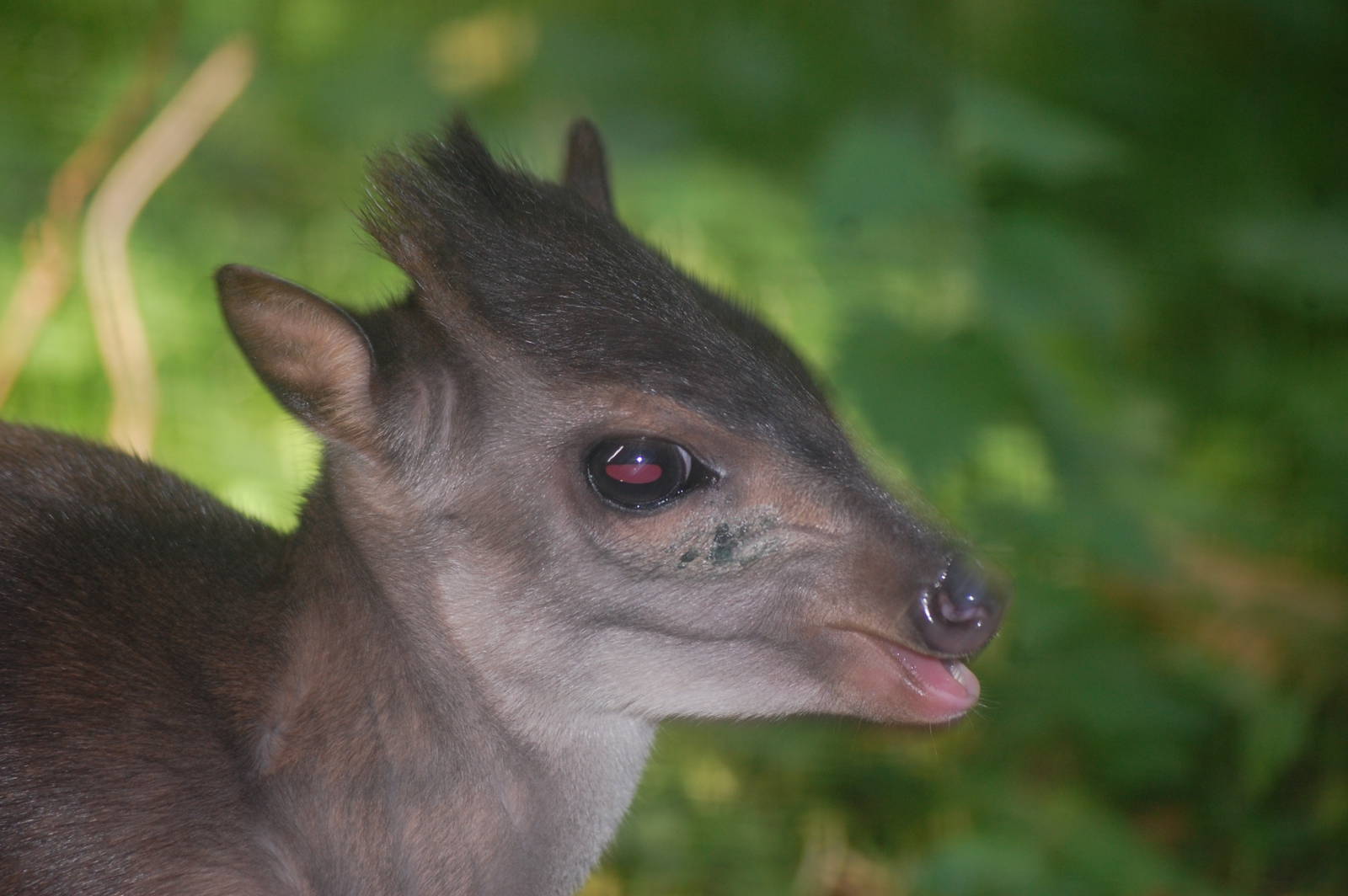 Cameroon blue duiker