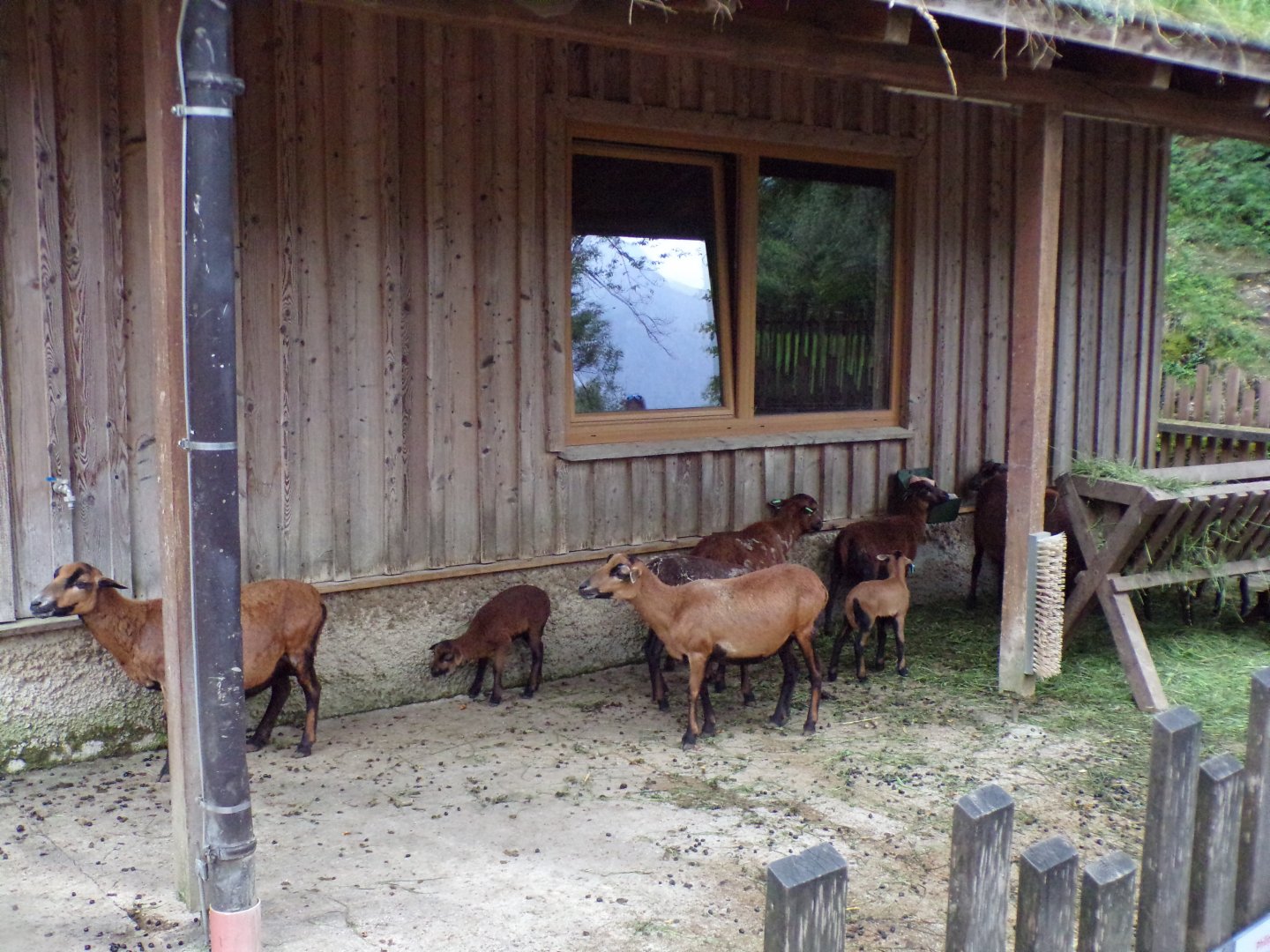 Cameroon dwarf blackbelly sheep 13.7.25