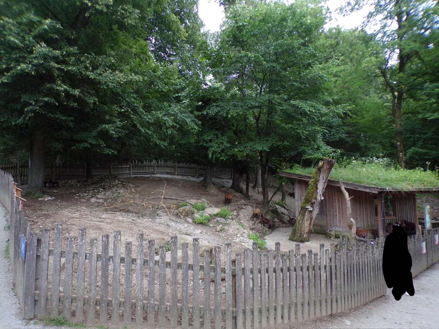 Cameroon dwarf blackbelly sheep enclosure 13.7.25