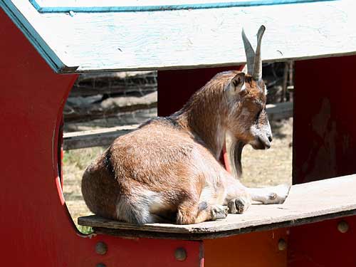 Cameroon Dwarf Goat