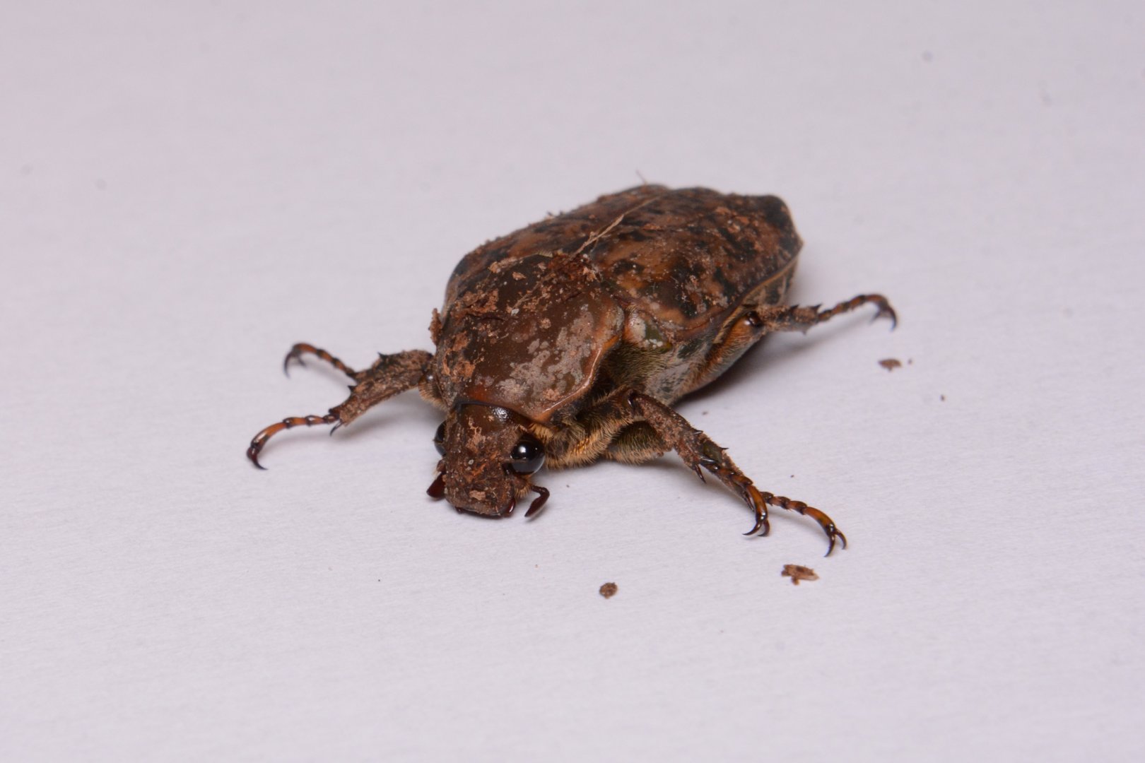 Cameroon flower chafer (Pseudinca camerunensis)