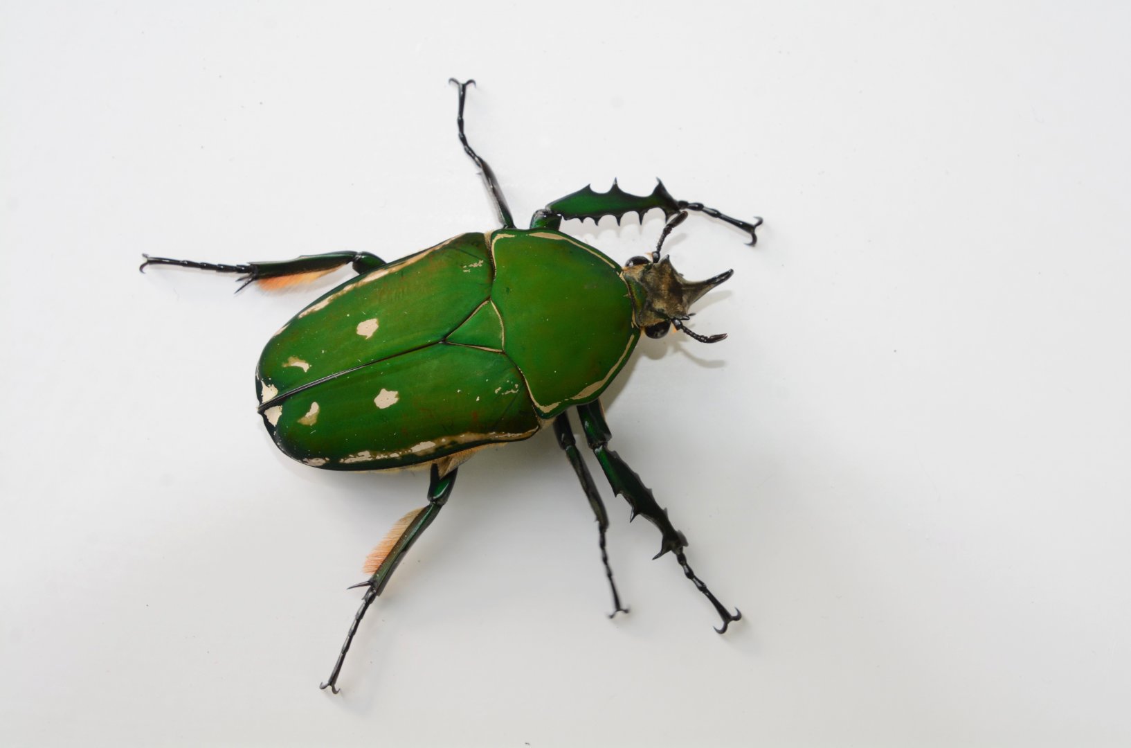 Cameroon giant flower beetle (Mecynorrhinella torquata immaculicollis)