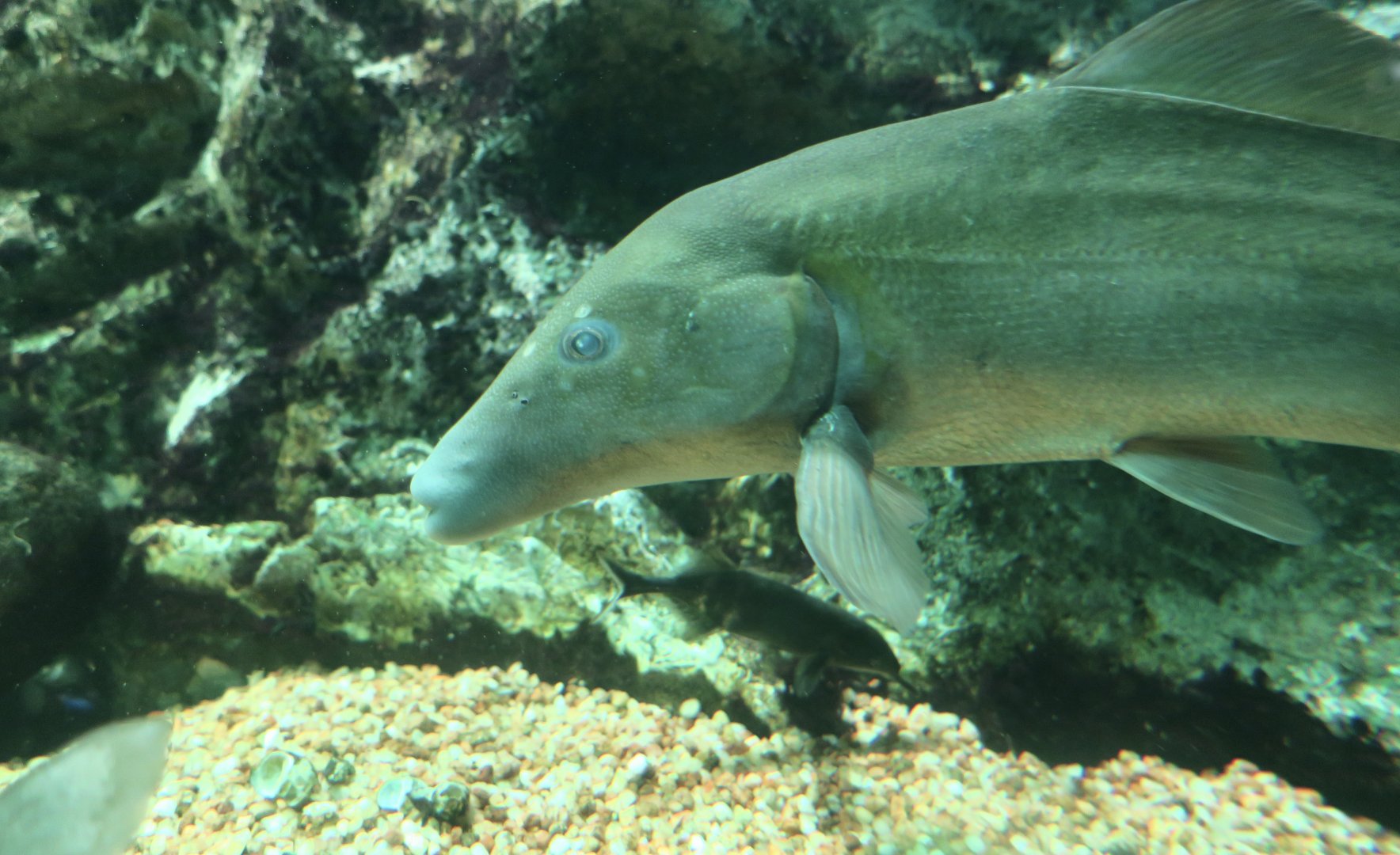 Cameroon Mormyrus (Mormyrus caballus)