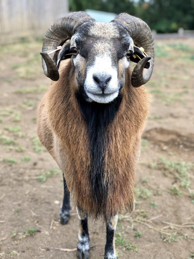 Cameroon ram, Zeus