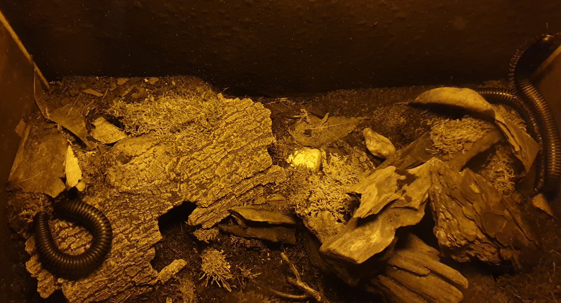 Cameroon red-legged millipedes - Mardonius parilis acuticans