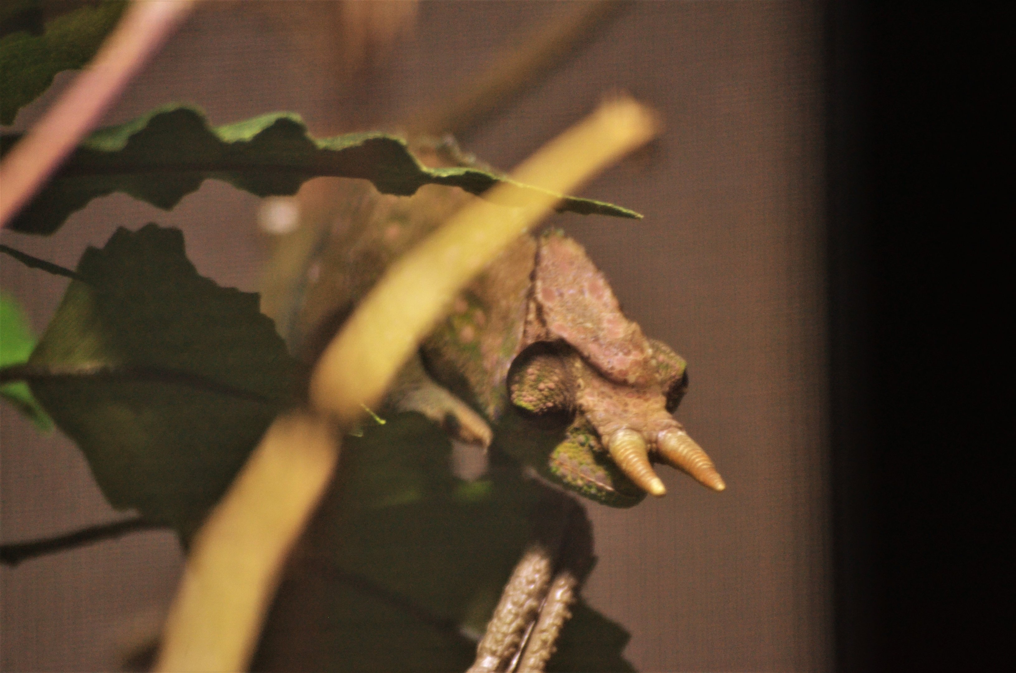 Cameroon Sailfin Chamaeleon at Cotswold WP, 22/04/17