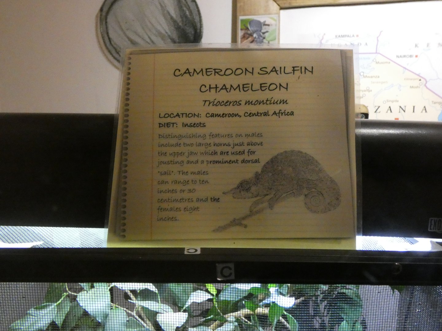 Cameroon Sailfin Chameleon Signage