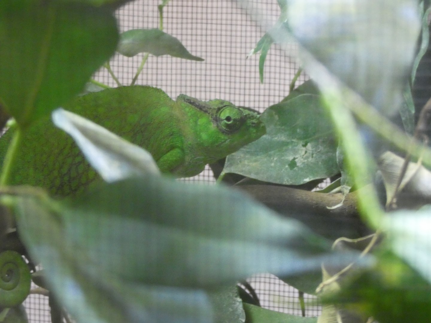 Cameroon Sailfin Chameleon