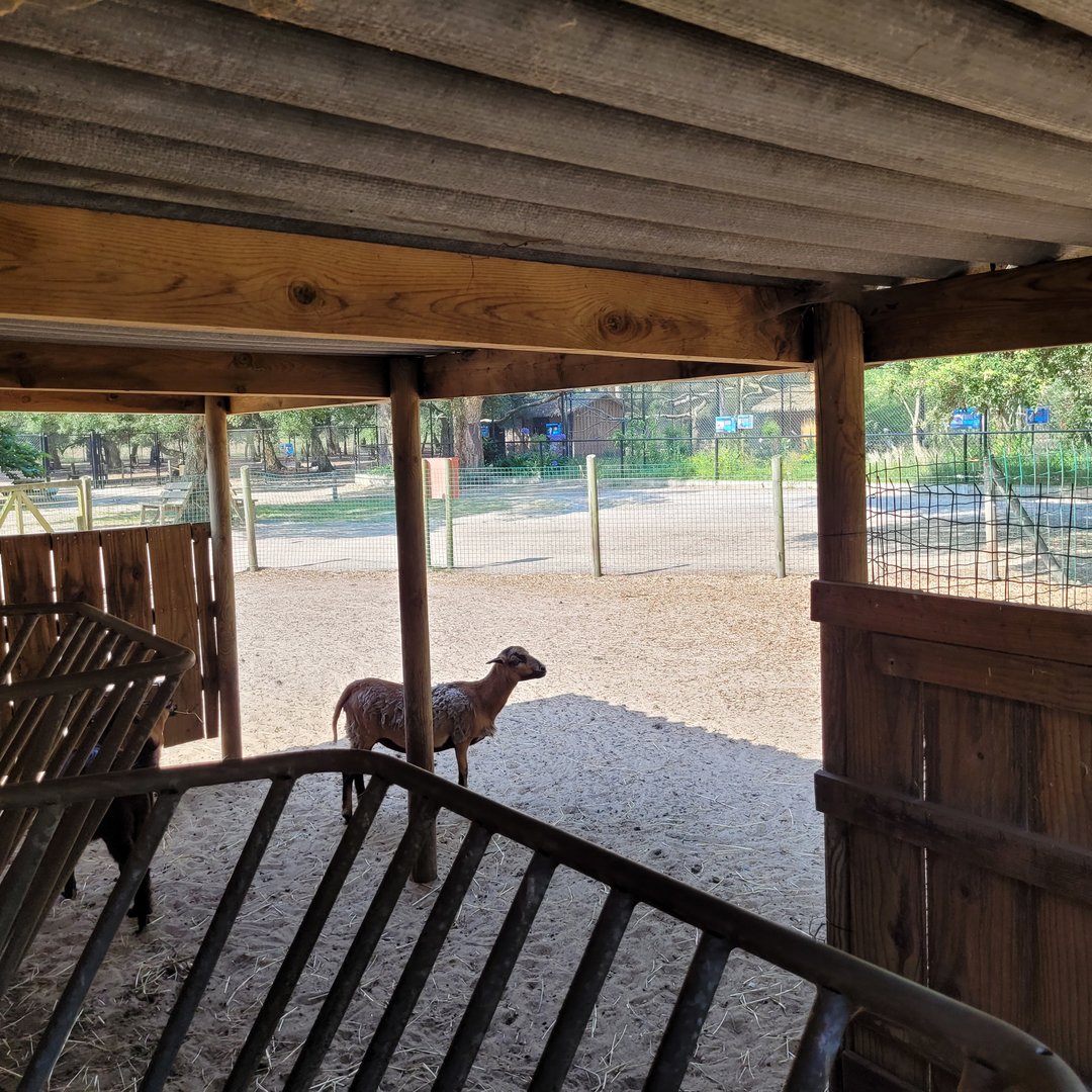 Cameroon sheep and Anglo-Nubian goat exhibit -Zoo de Labenne (2023)