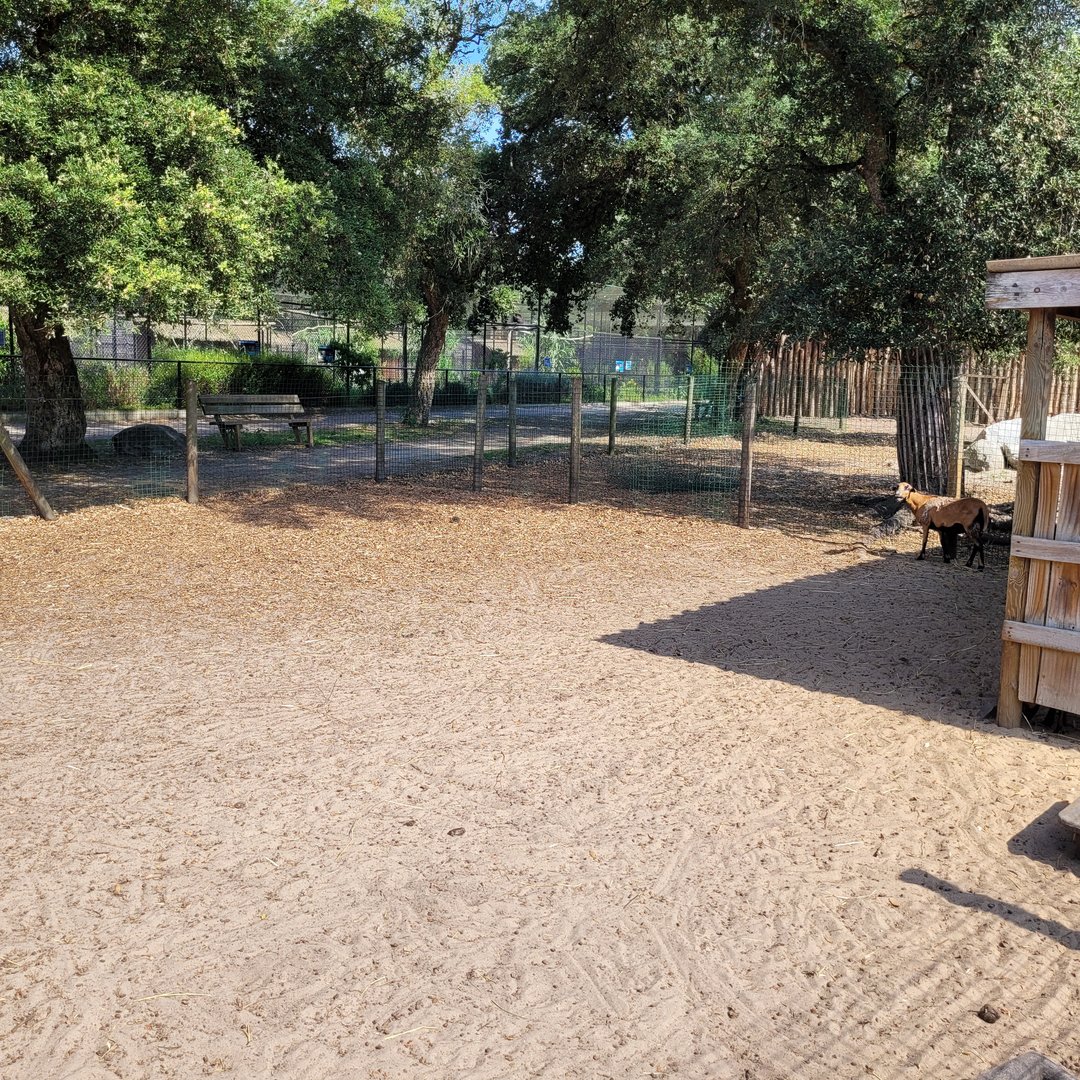 Cameroon sheep and Anglo-Nubian goat exhibit -Zoo de Labenne (2023)