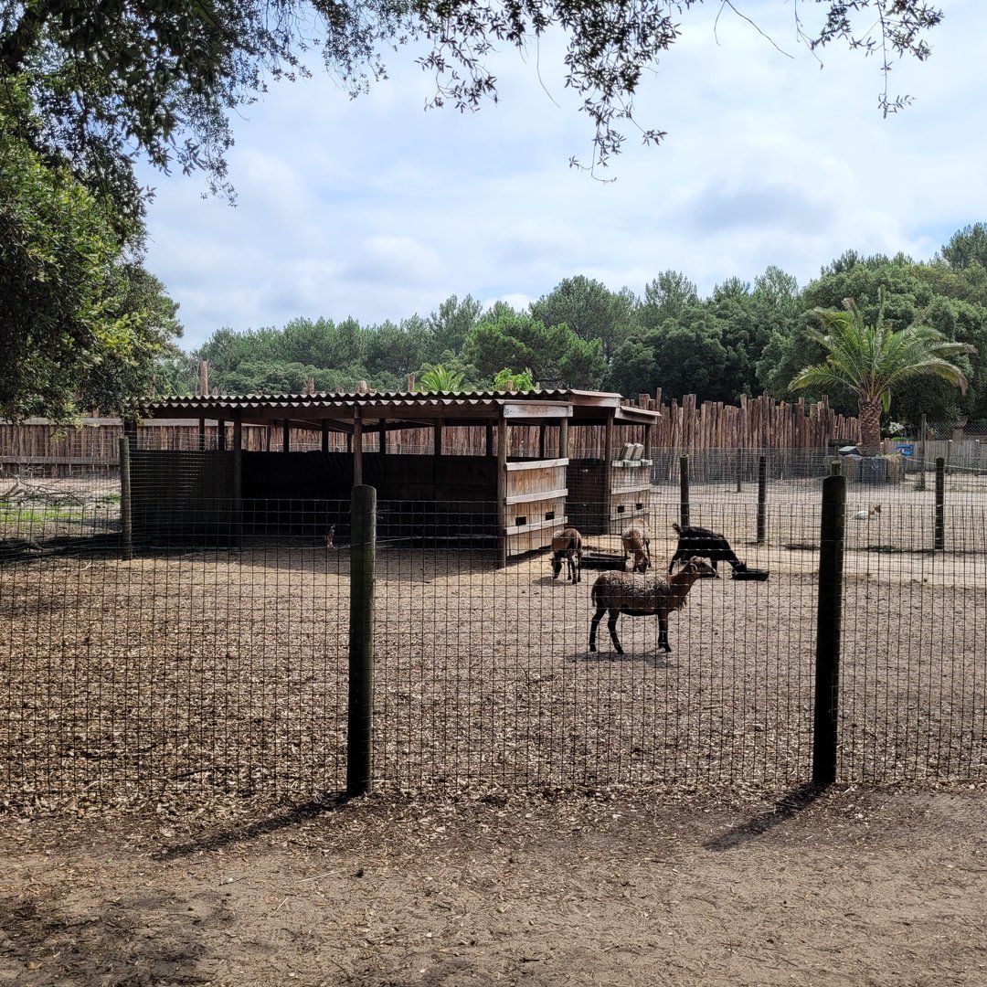 Cameroon sheep and Anglo-Nubian goat exhibit -Zoo de Labenne (2023)