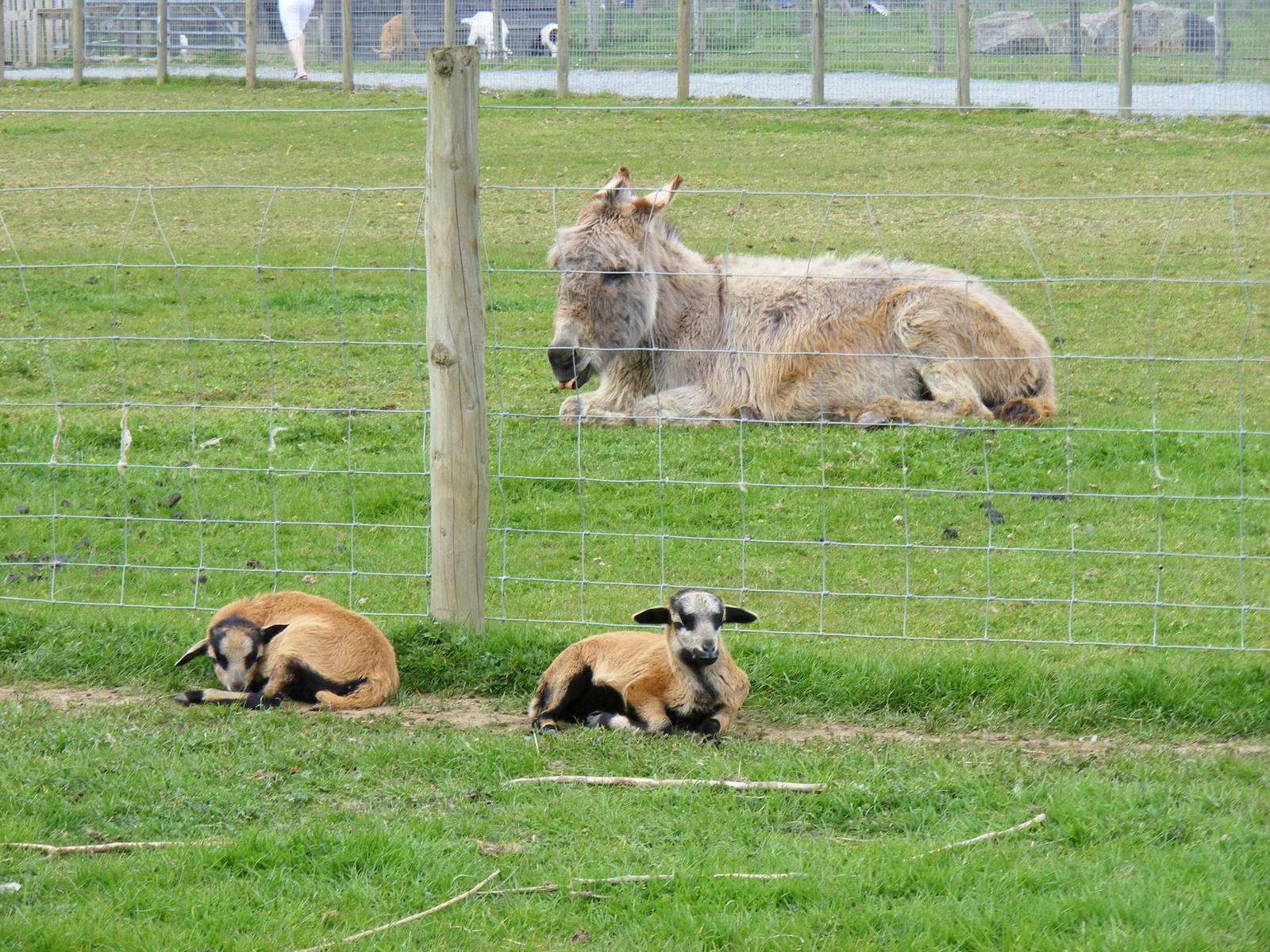Cameroon sheep and donkey at Trotters World of Animals, 15 May 2010