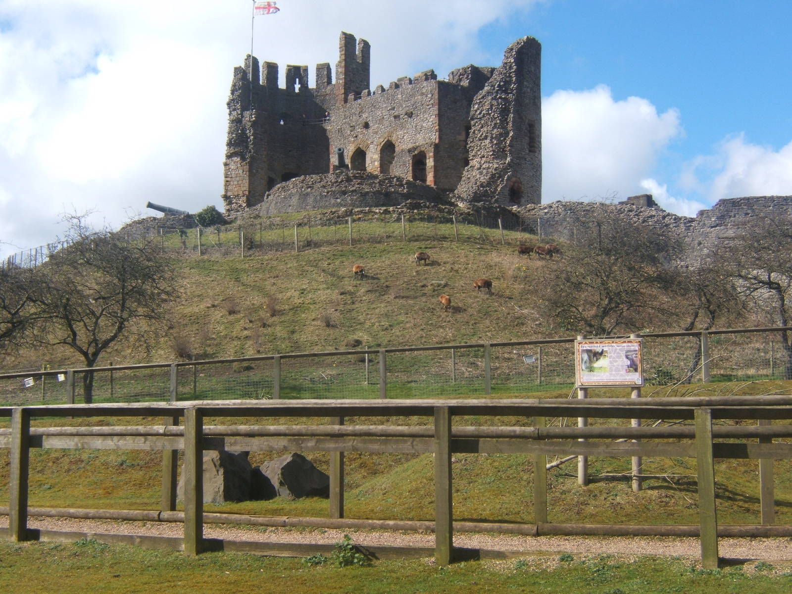 Cameroon Sheep around the Castle
