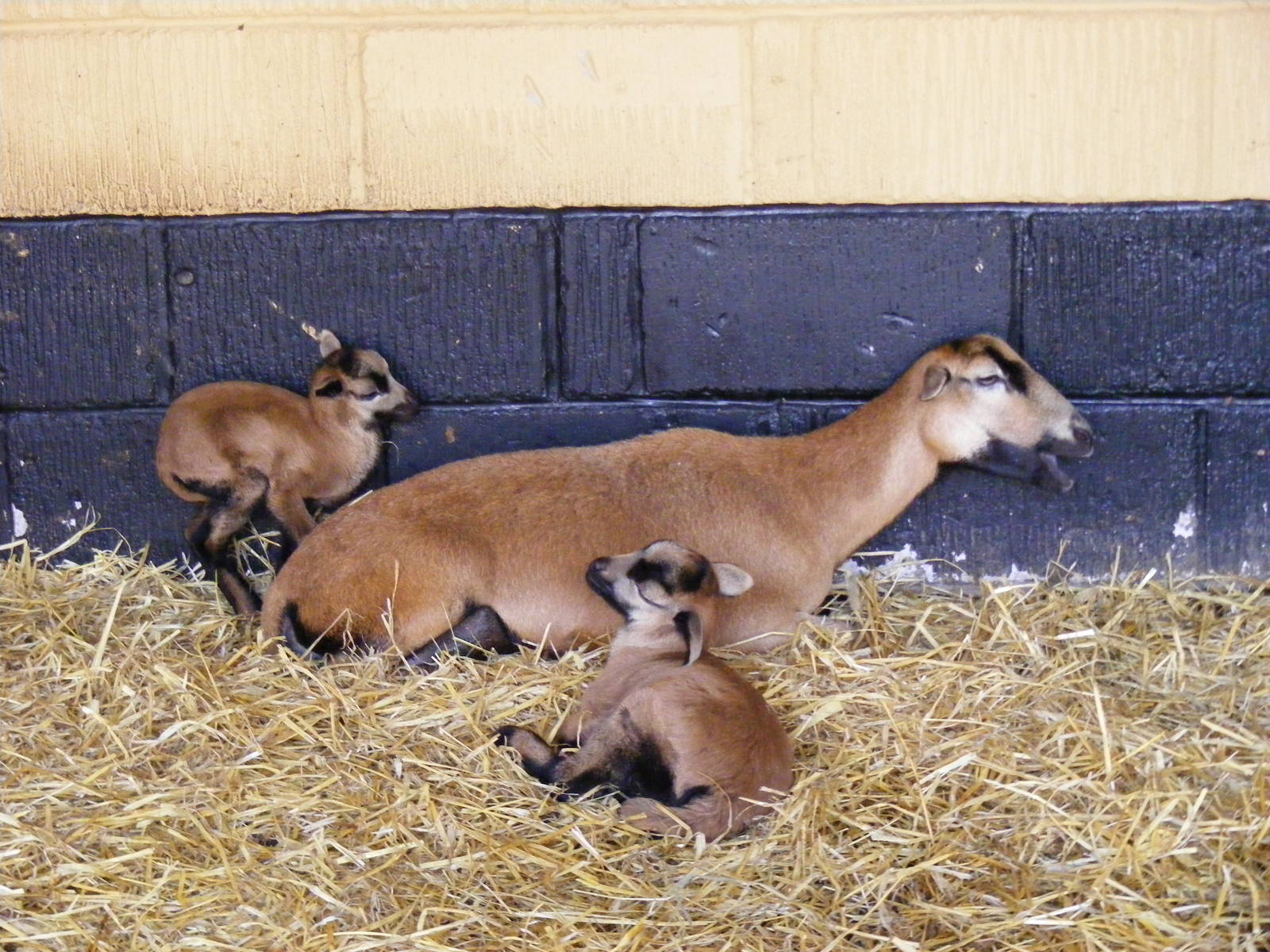 Cameroon sheep at Africa Alive!, 13 September 2010