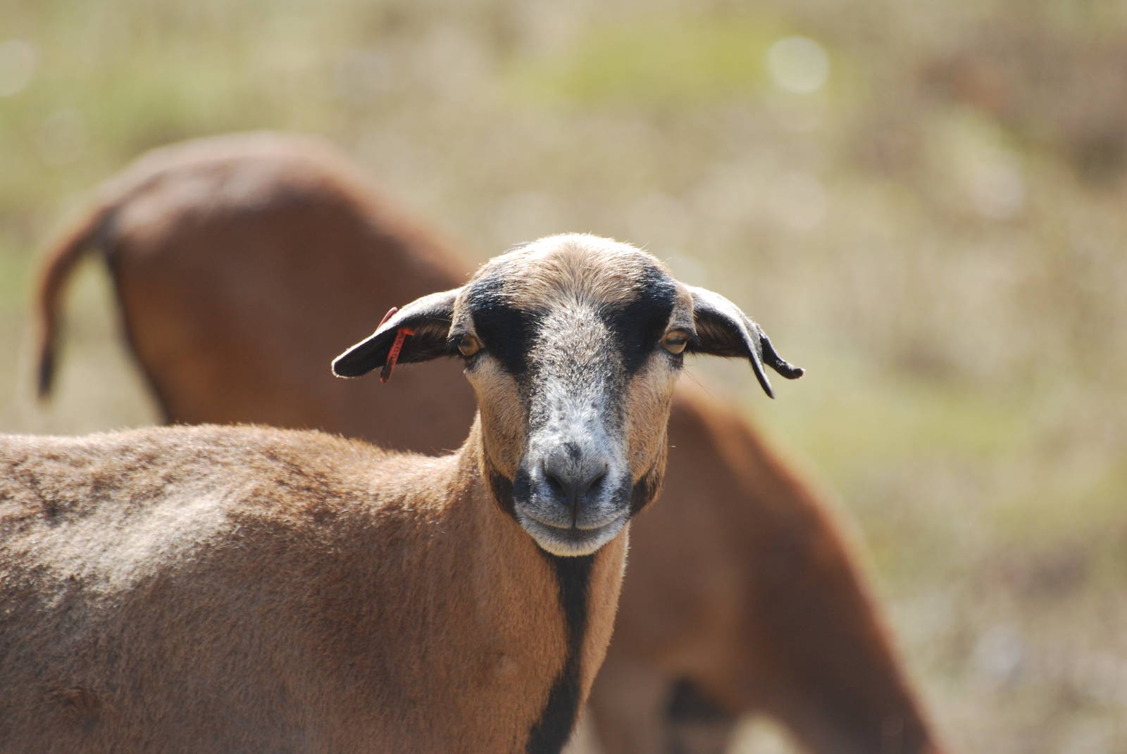 Cameroon sheep at Africa Alive!