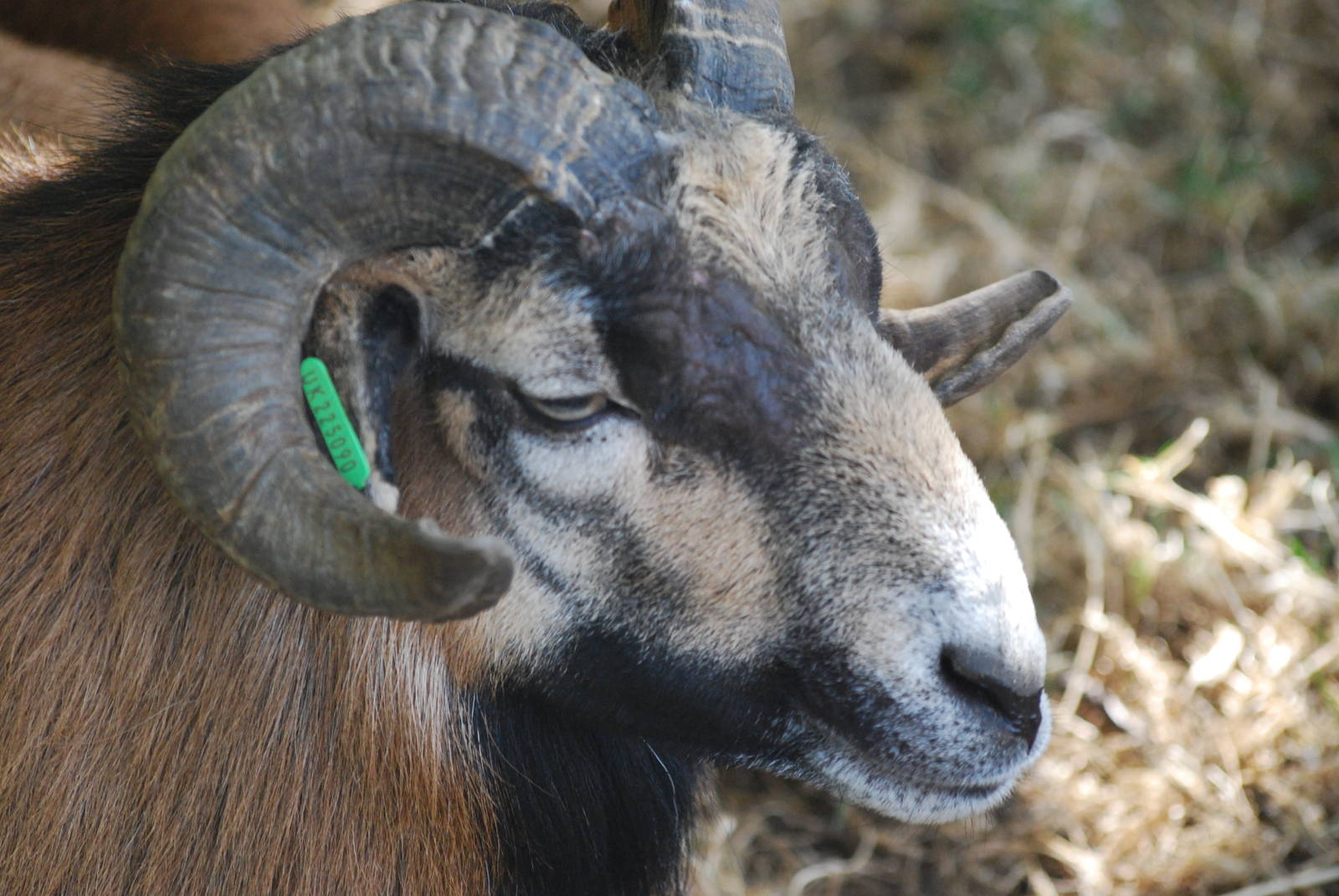 Cameroon sheep at Africa Alive!