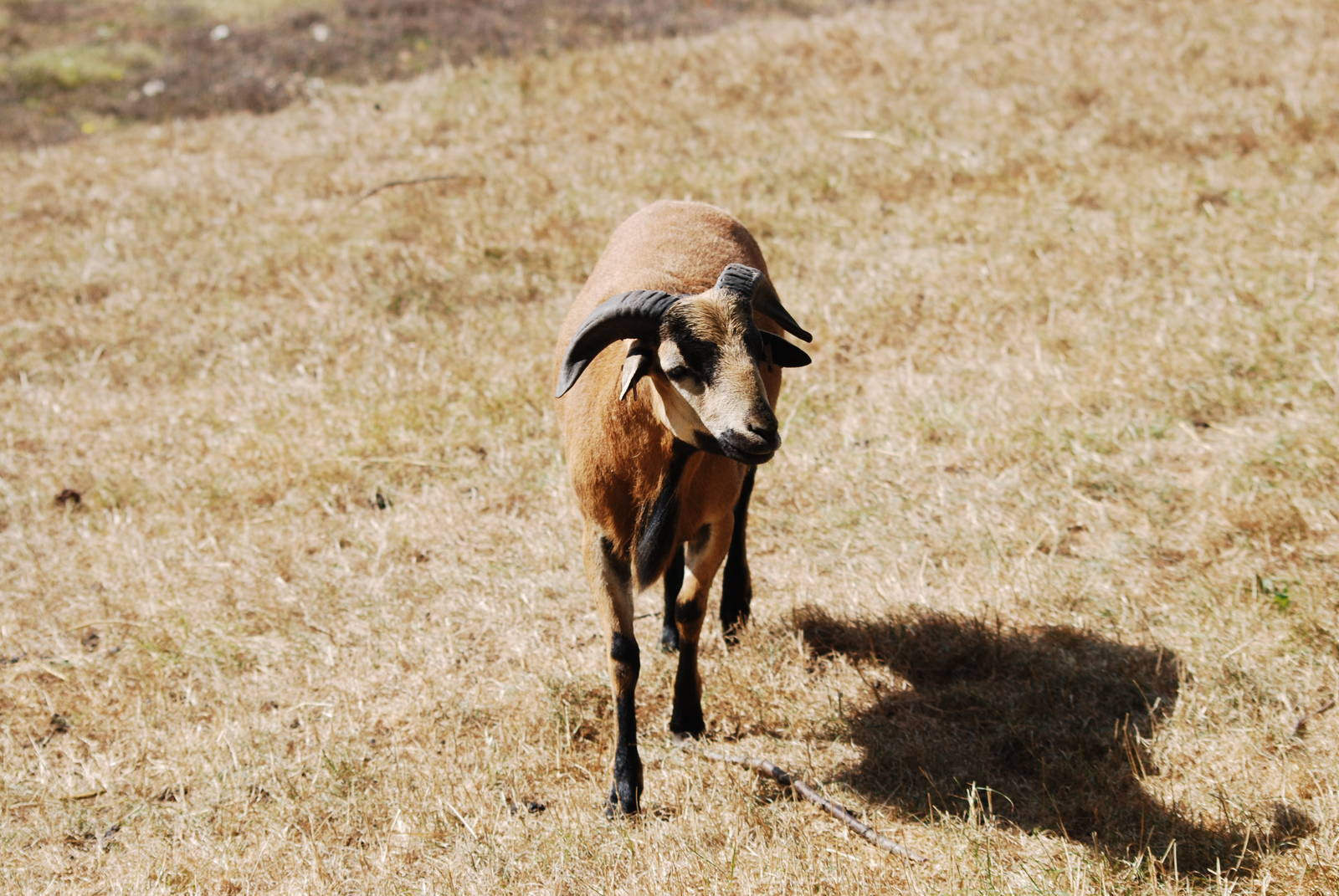 Cameroon sheep at Africa Alive!