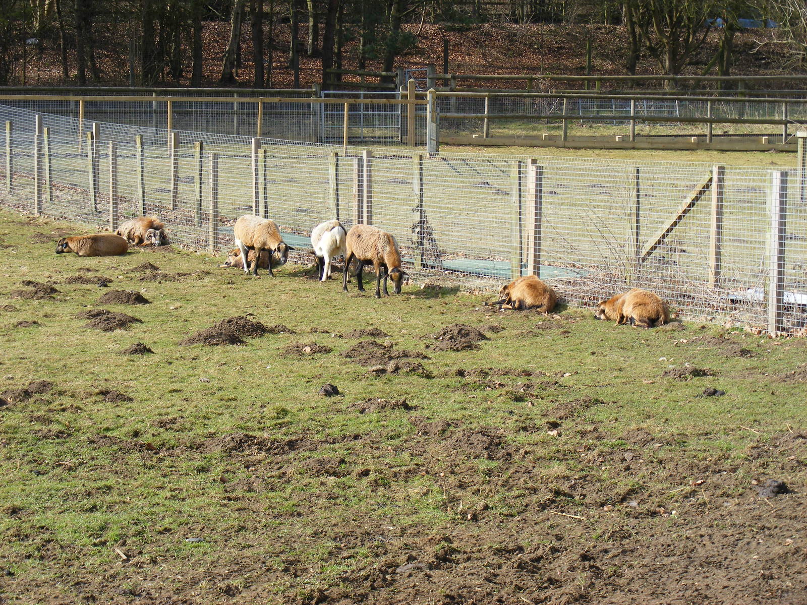 Cameroon sheep at Beale Park, 13th March 2010