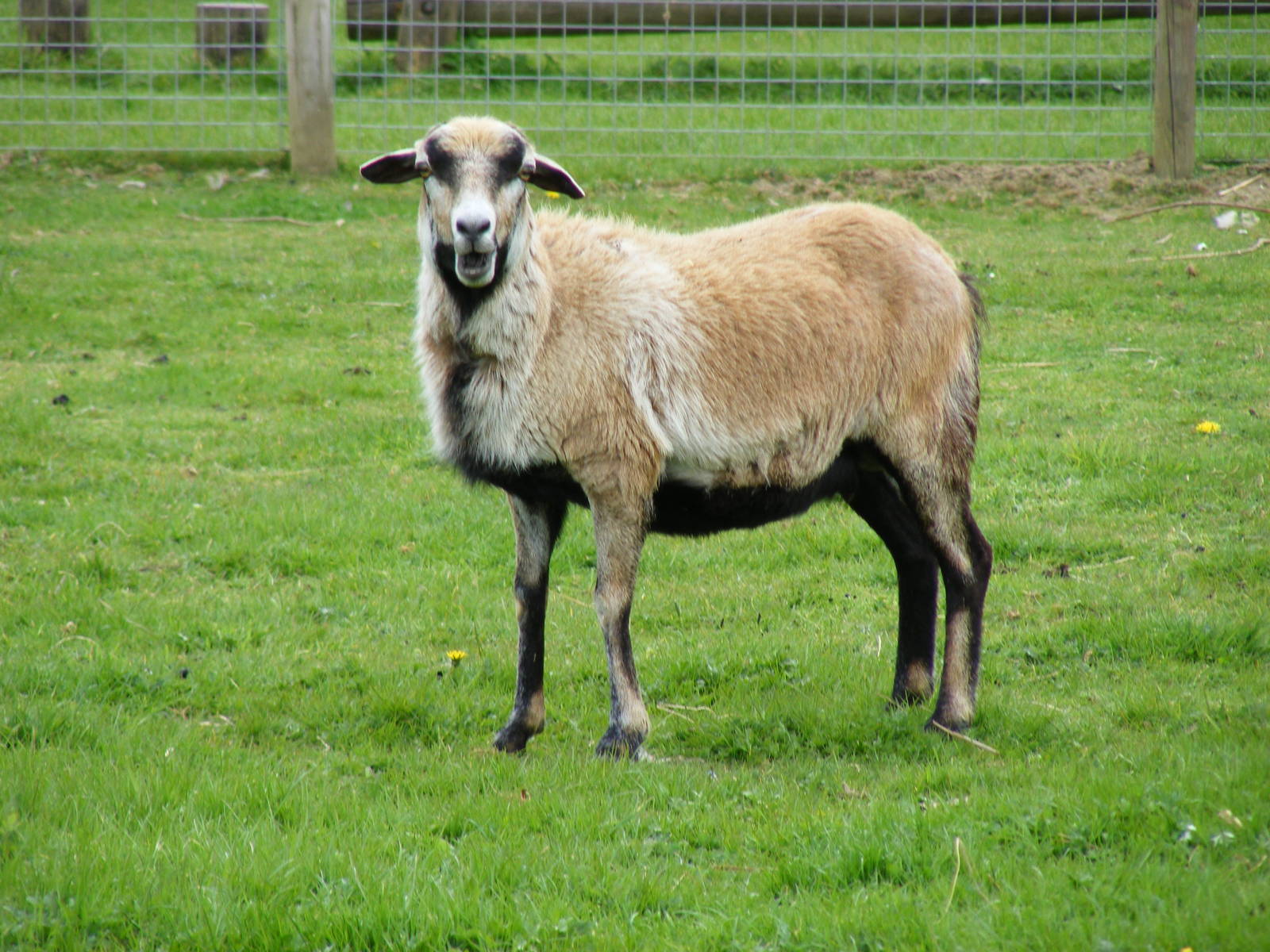 Cameroon sheep at Trotters World of Animals, 15 May 2010