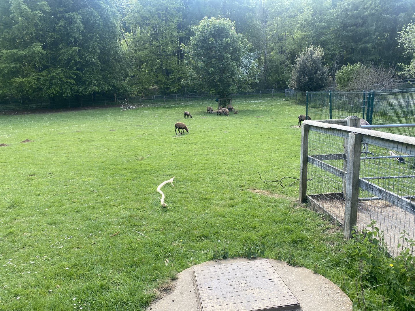 Cameroon sheep enclosure 090525