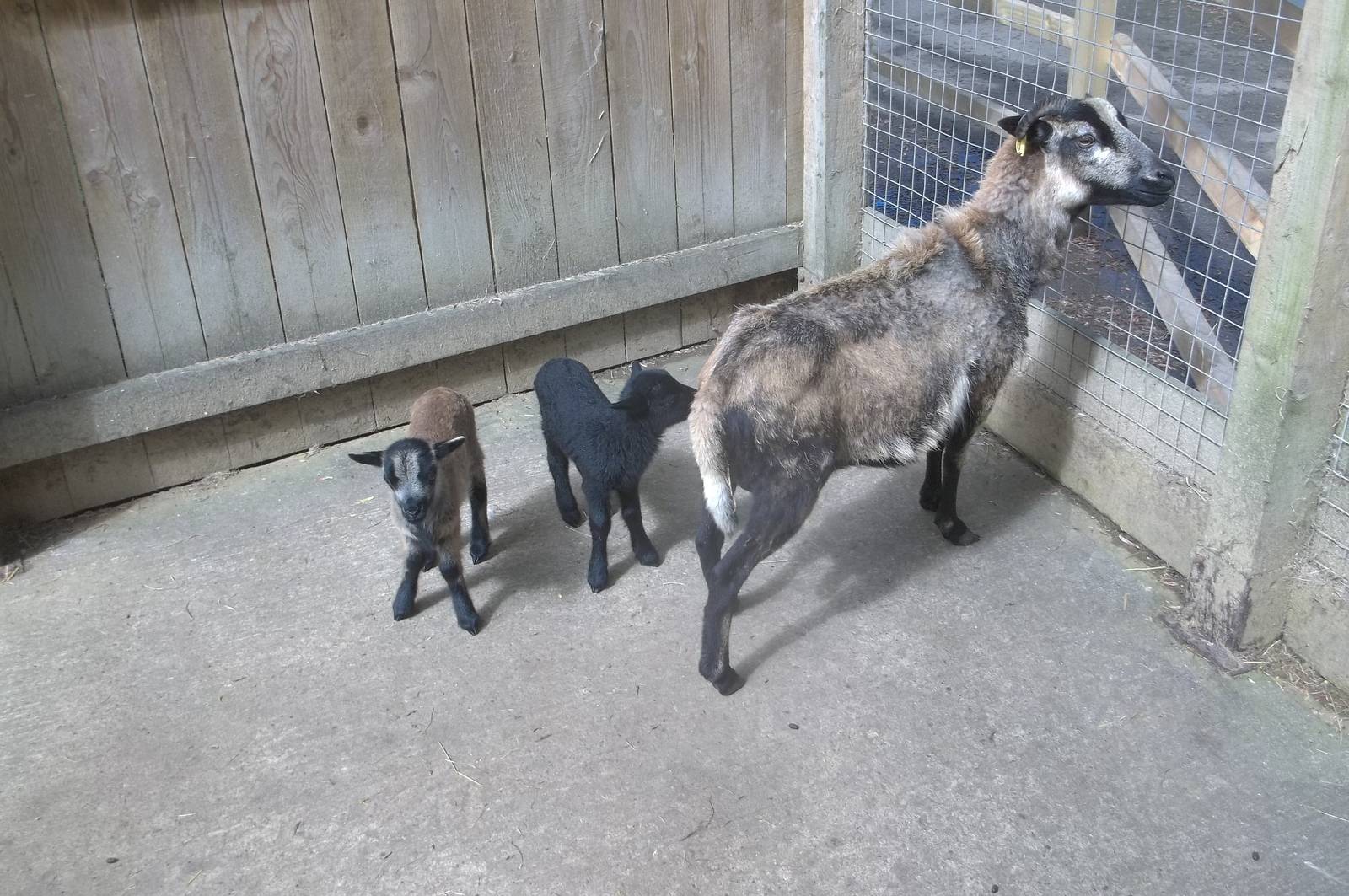 Cameroon Sheep ewe and lambs, 23rd May 2016