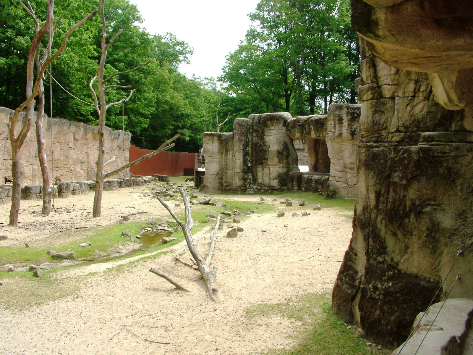 Cameroon Sheep Exhibit at Apenheul, 30/05/12