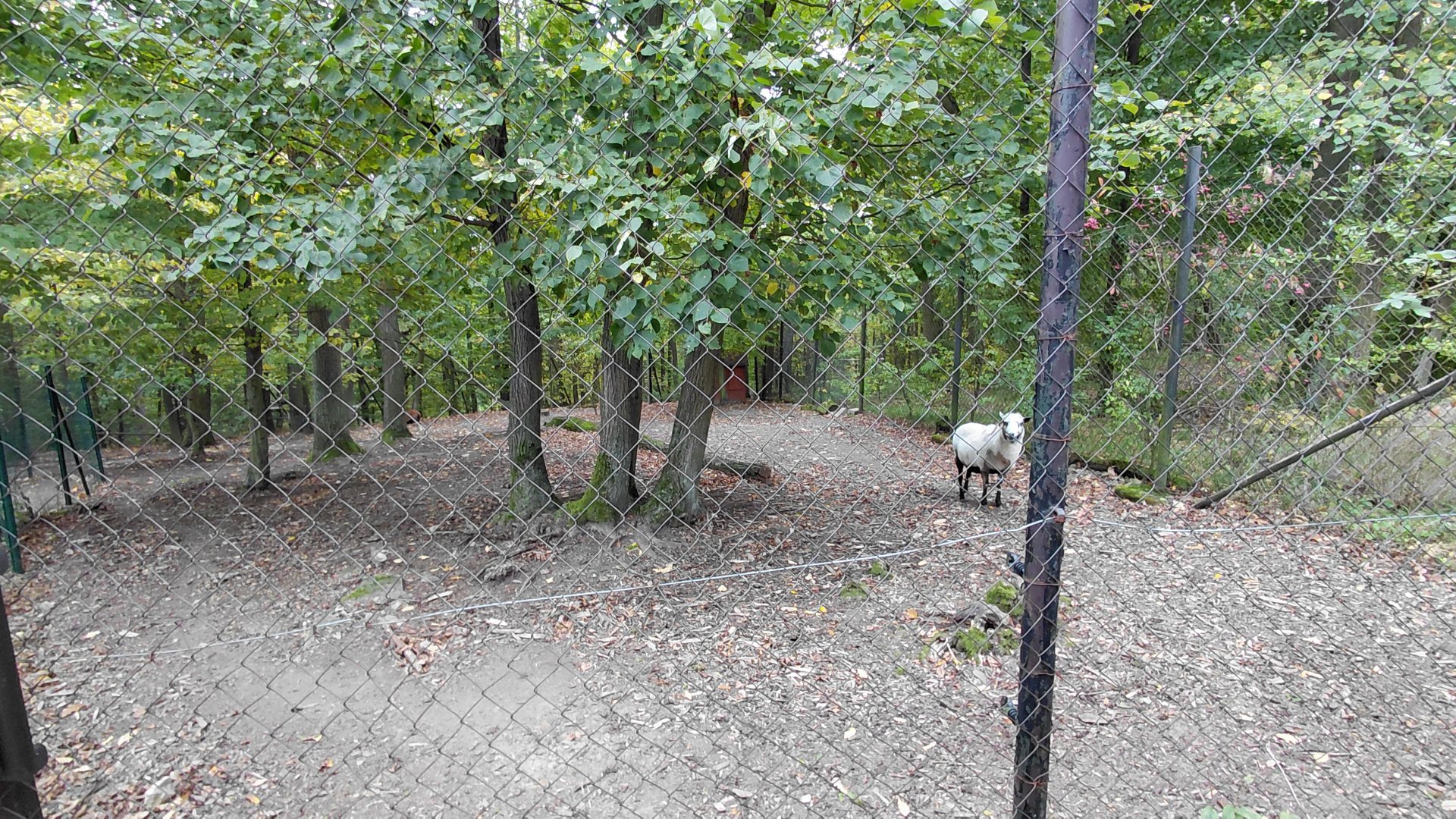 Cameroon sheep exhibit