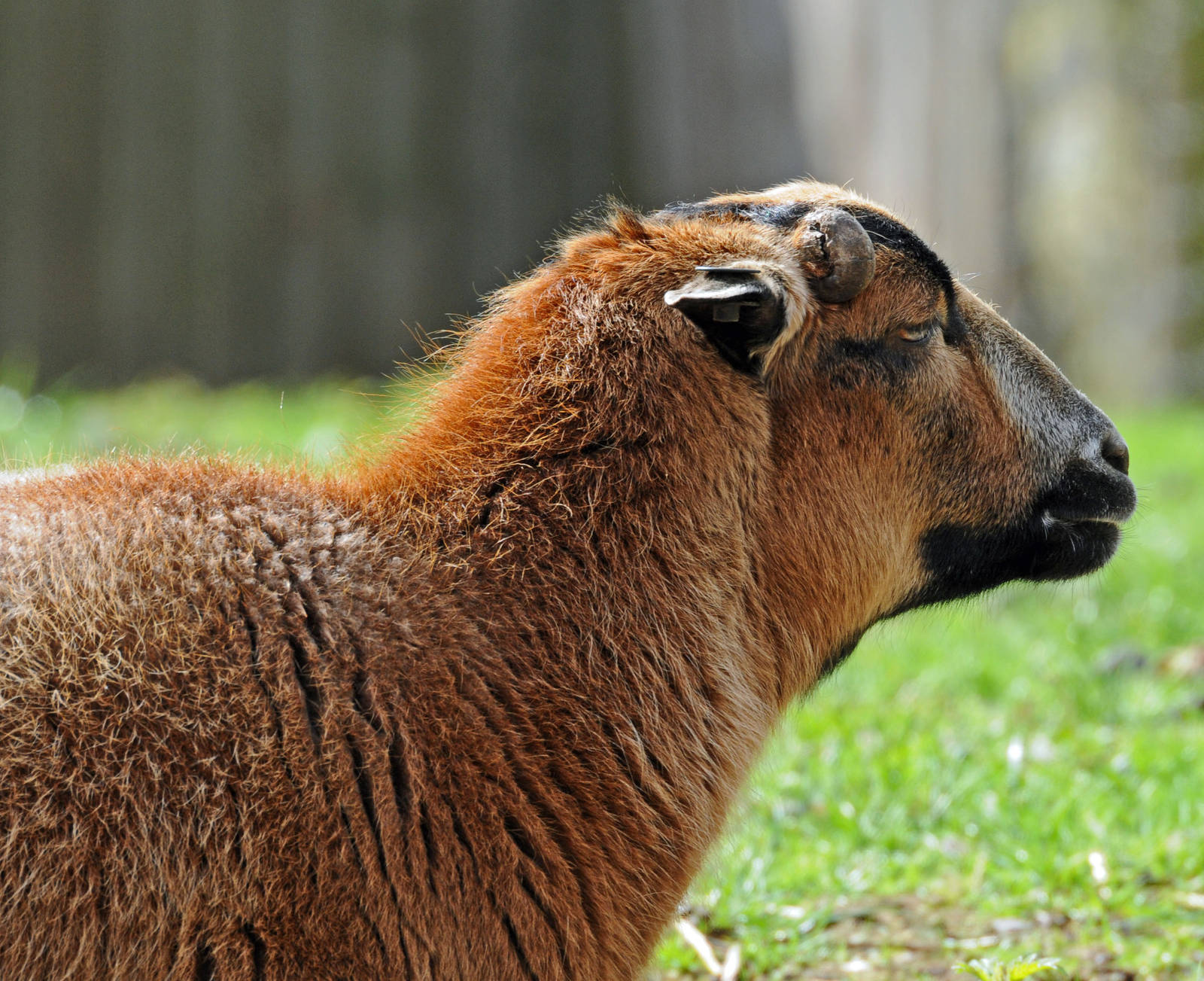 CAMEROON SHEEP FEMALE