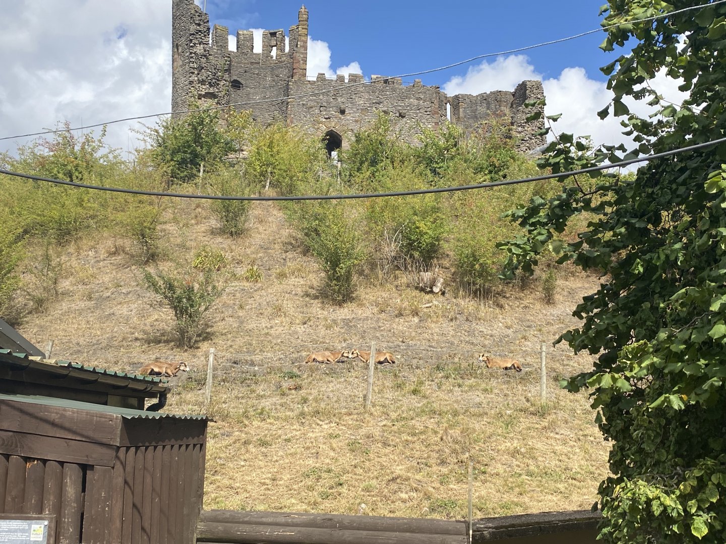 Cameroon sheep in front of the castle
