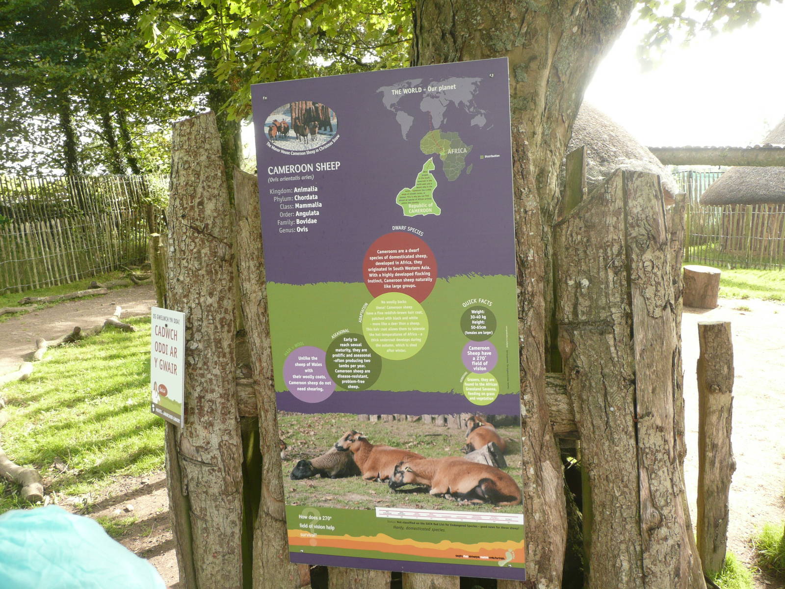 Cameroon sheep information board