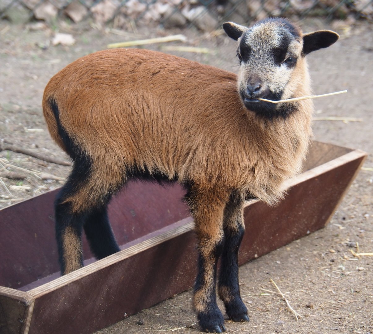 Cameroon sheep lamb (Ovis aries), 2019-04-06