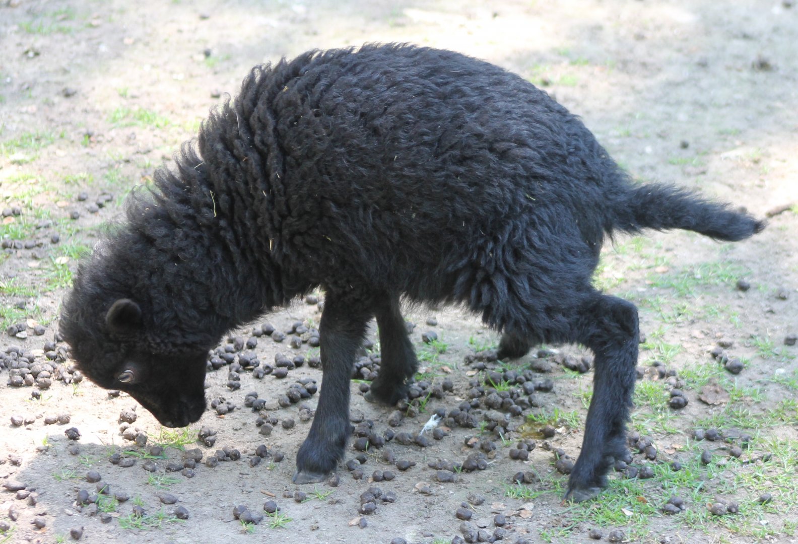 Cameroon sheep - lamb