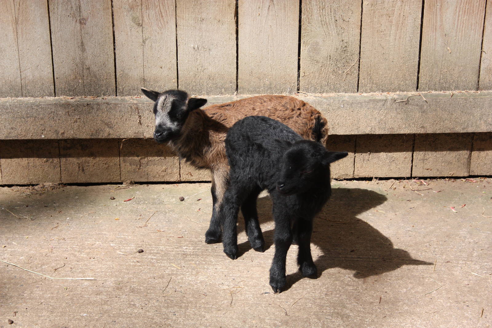 Cameroon Sheep lambs, 24th May 2016