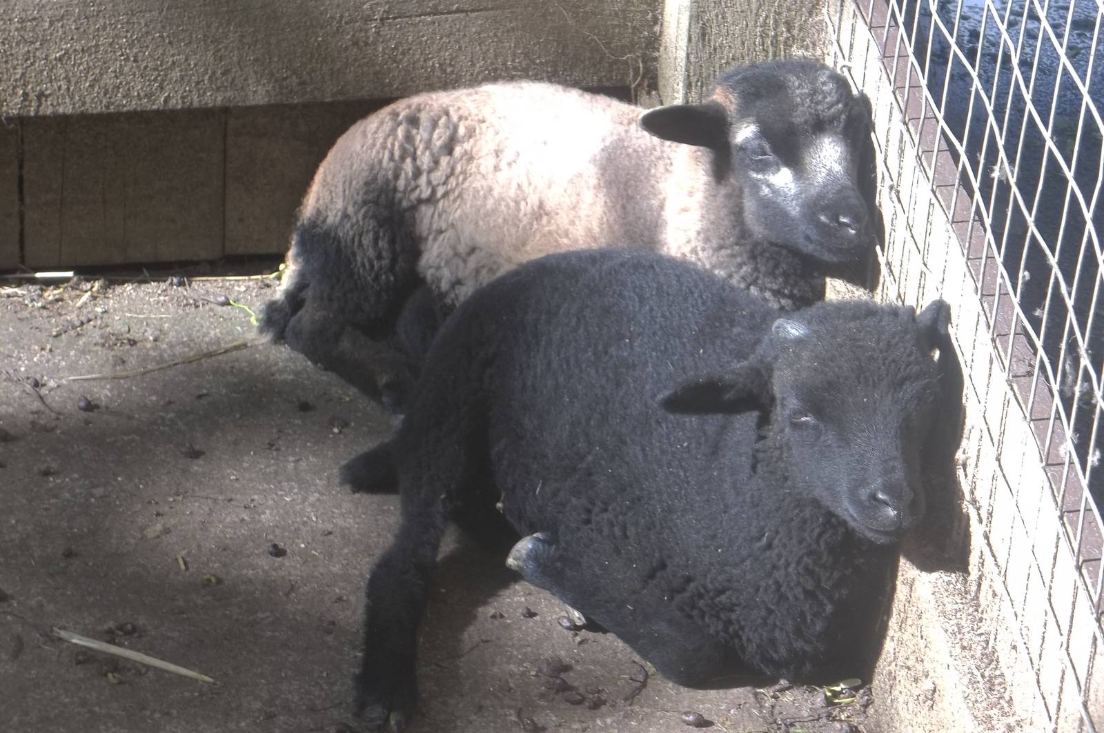 Cameroon Sheep lambs, 2nd July 2016