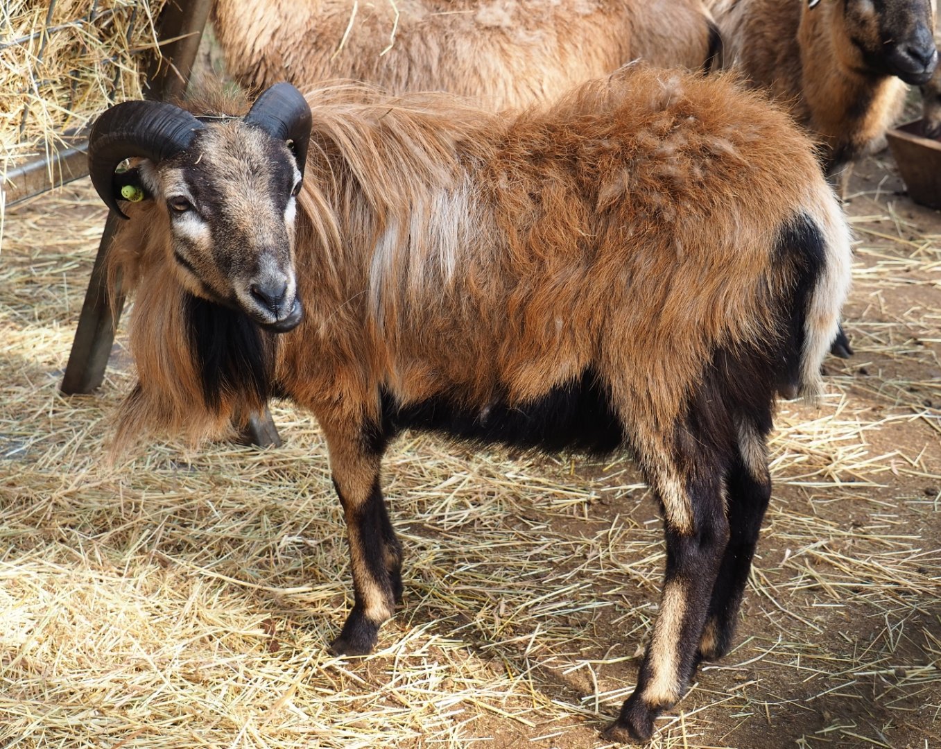 Cameroon sheep (Ovis aries), 2019-04-06