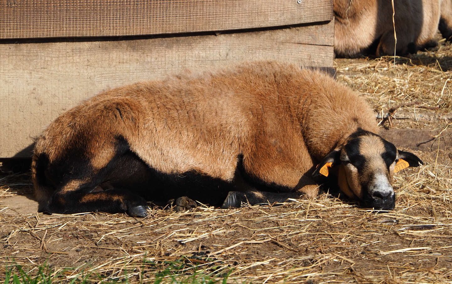 Cameroon sheep (Ovis aries), 2020-09-12