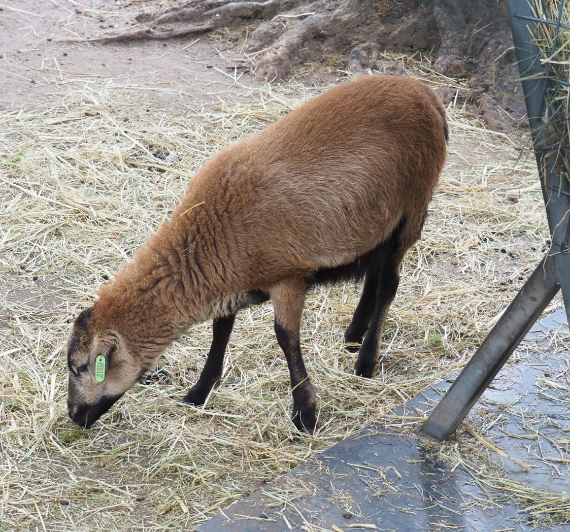 Cameroon sheep (Ovis aries), 2022-05-17