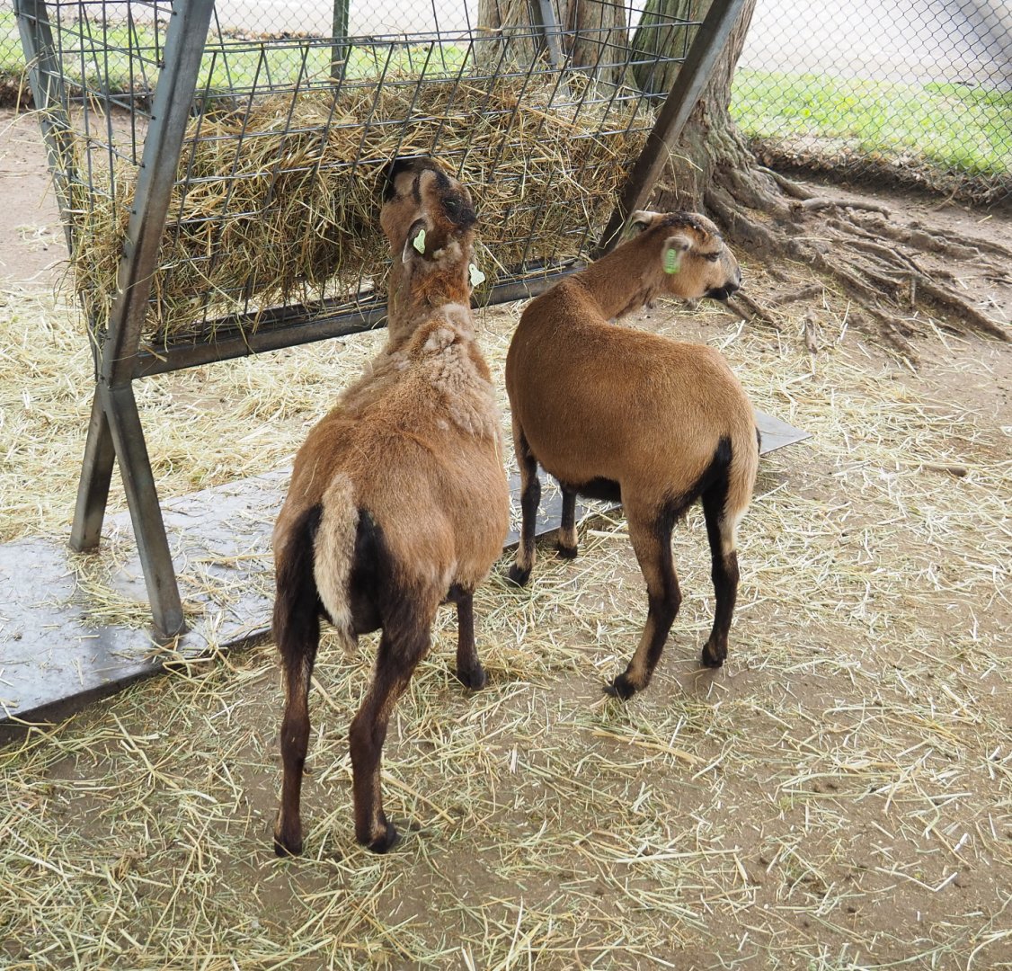 Cameroon sheep (Ovis aries), 2022-05-17