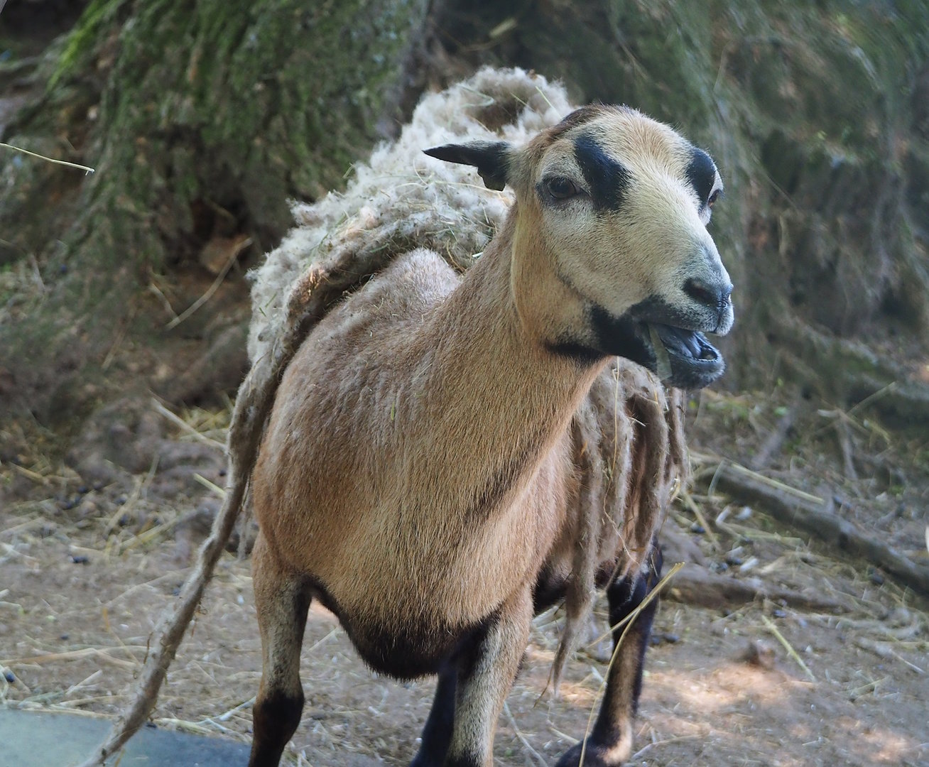 Cameroon sheep (Ovis aries), 2023-05-31