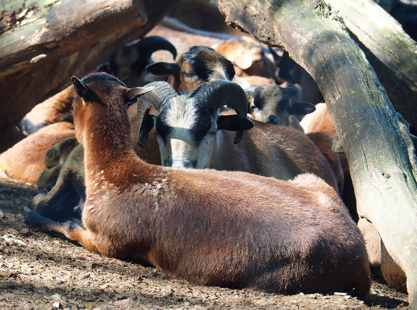 Cameroon sheep (Ovis aries), 2023-06-24