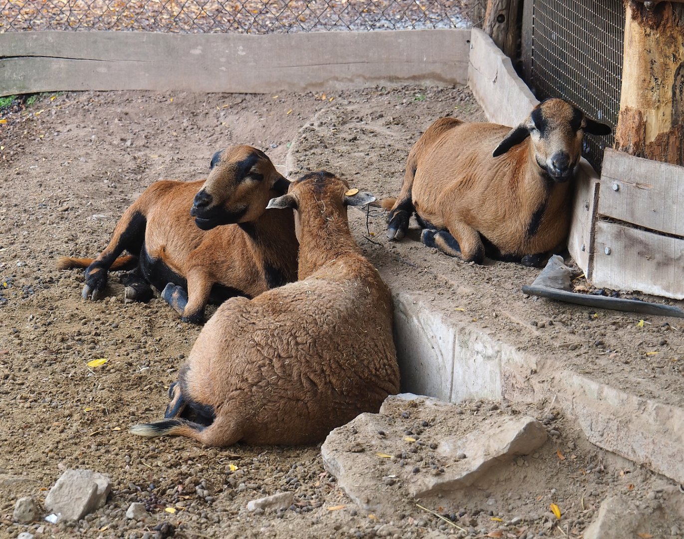 Cameroon sheep (Ovis aries), 2023-10-13