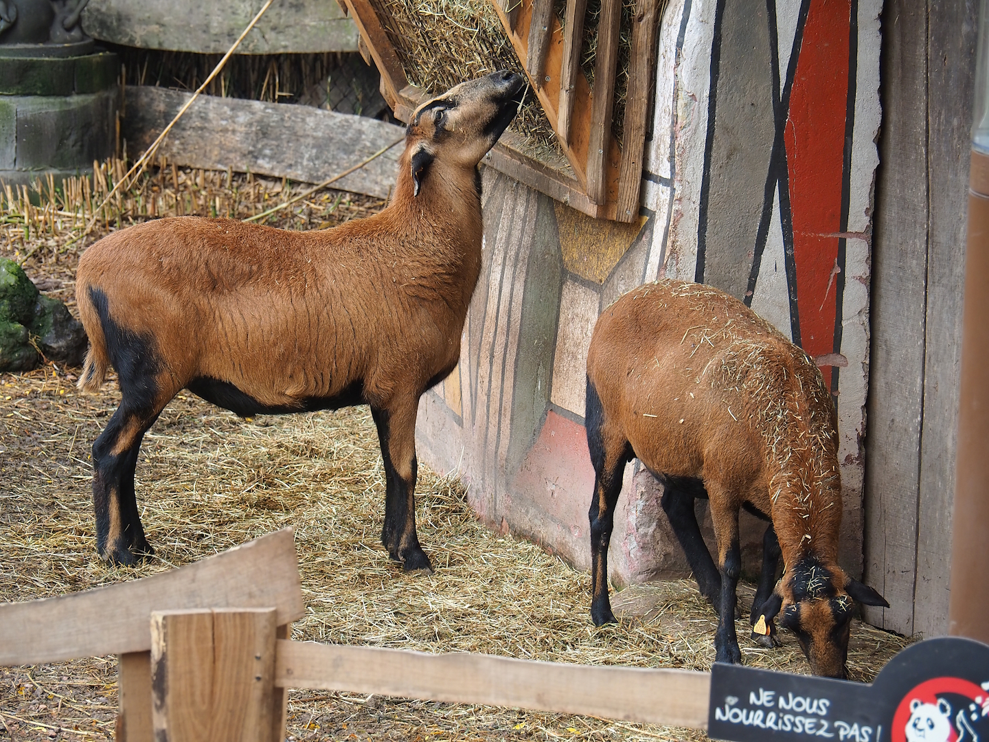 Cameroon sheep (Ovis aries), 2023-10-13