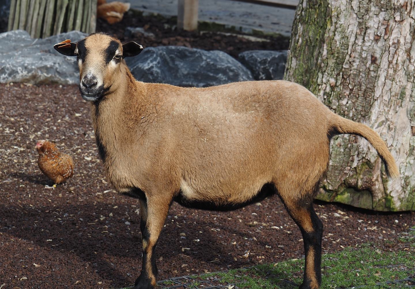 Cameroon sheep (Ovis aries), 2024-09-17