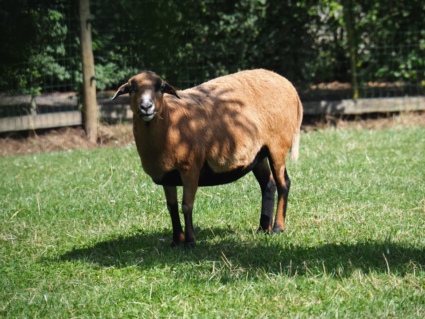Cameroon sheep (Ovis aries)