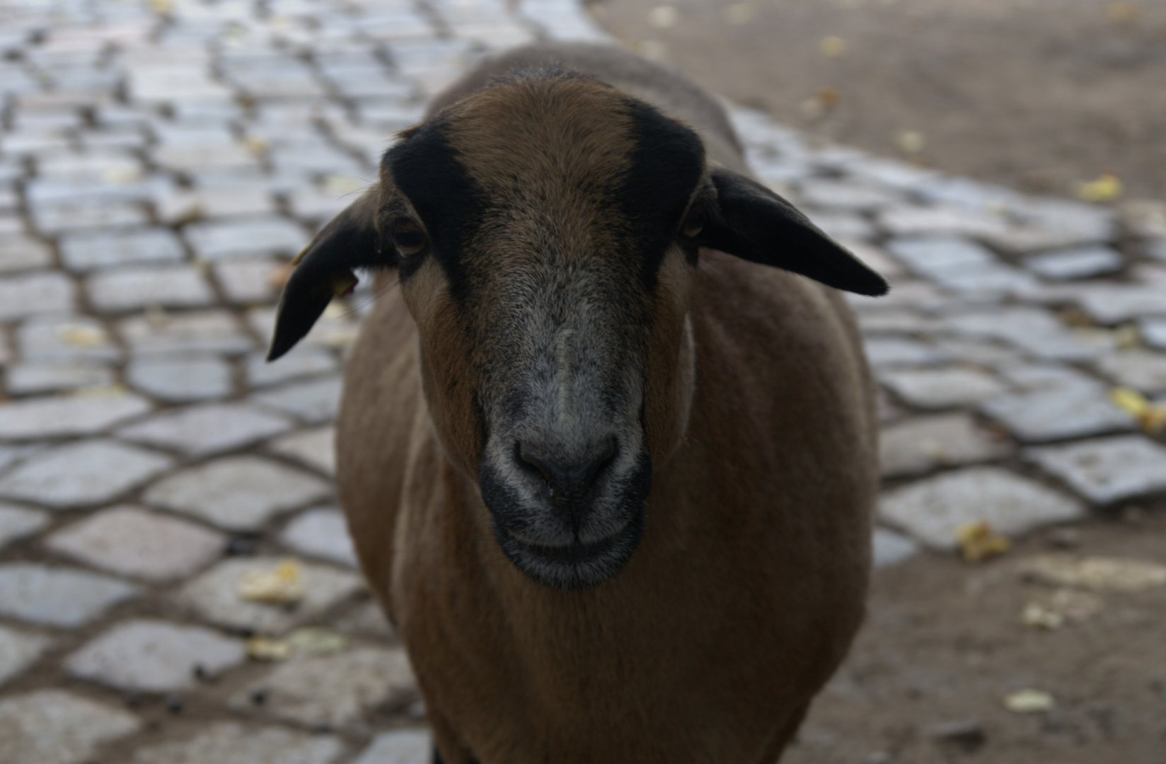 Cameroon Sheep (Ovis orientalis f. aries), 14-09-25