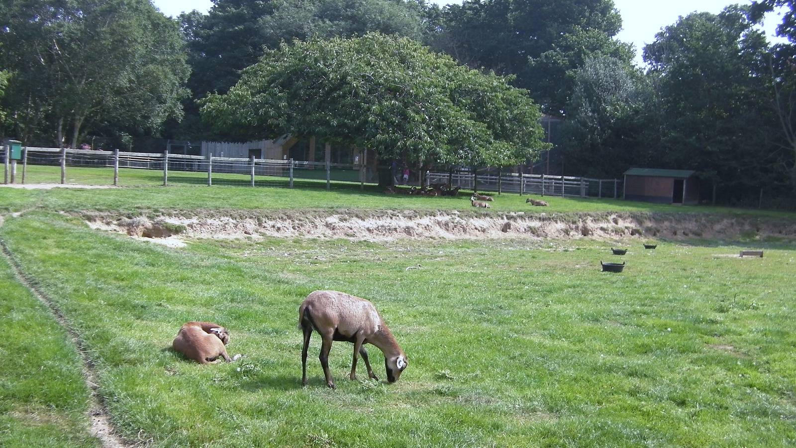 Cameroon Sheep Paddock- 02.08.2011