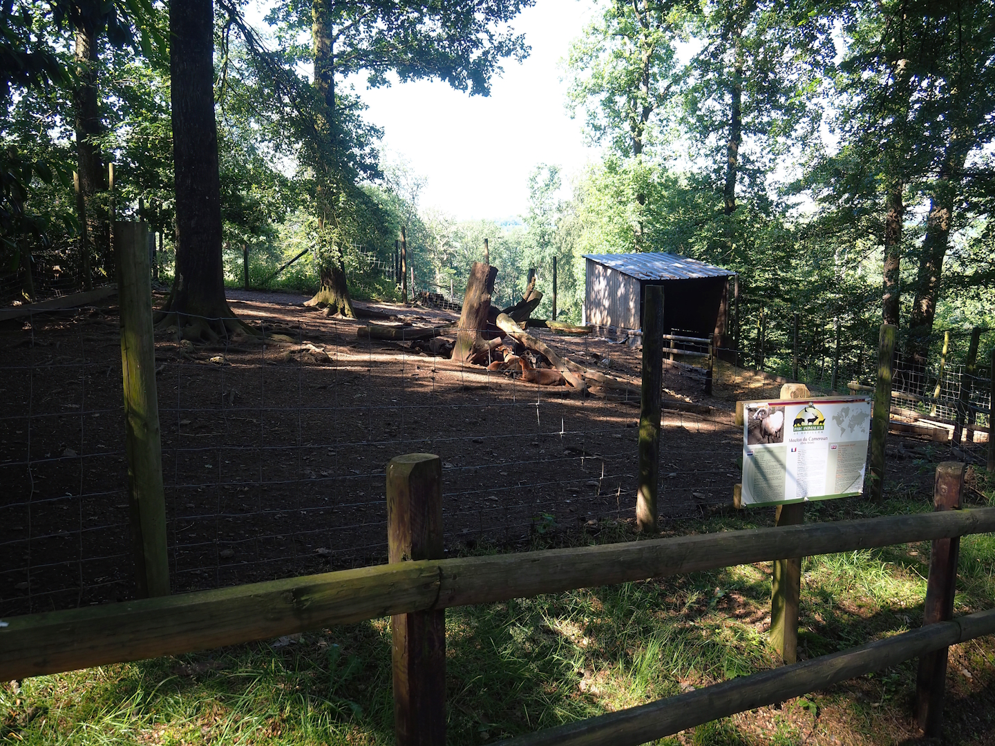 Cameroon sheep paddock, 2023-06-24