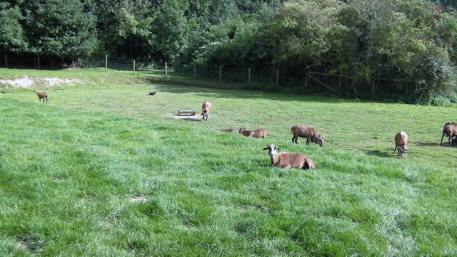 Cameroon Sheep Paddock - 27.07.2011