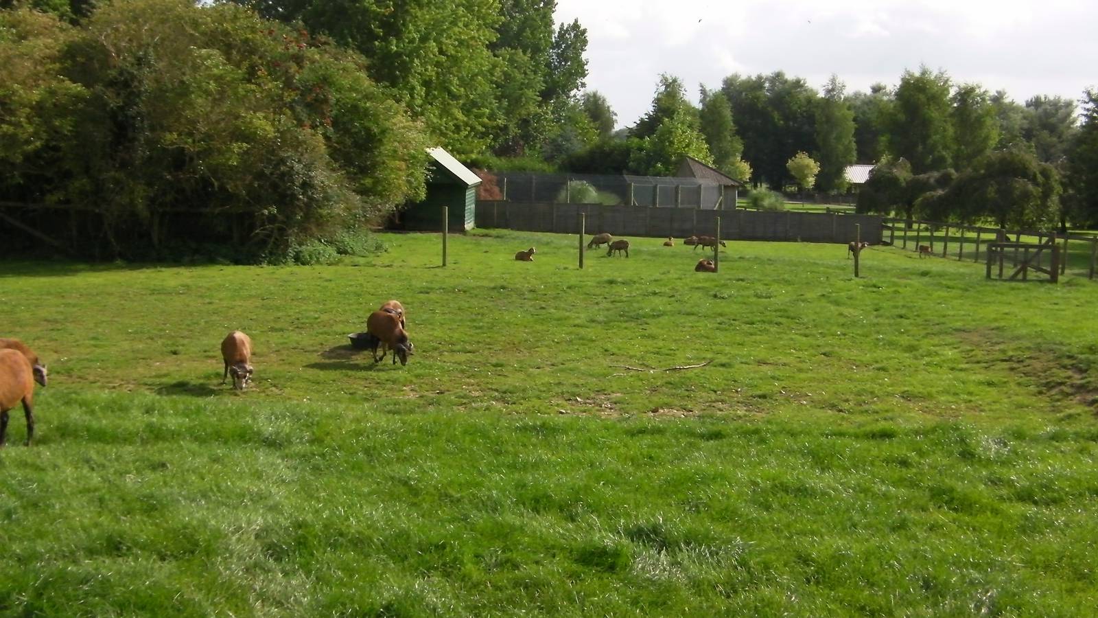 Cameroon Sheep Paddock - 27.07.2011