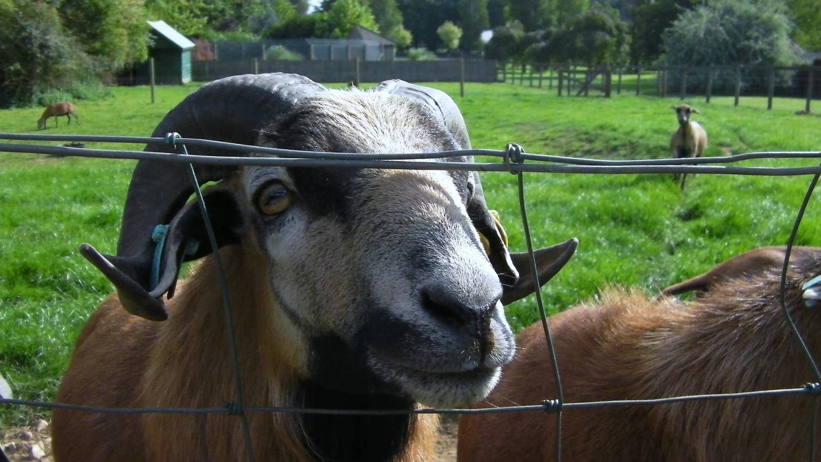 Cameroon Sheep Paddock - 27.07.2011
